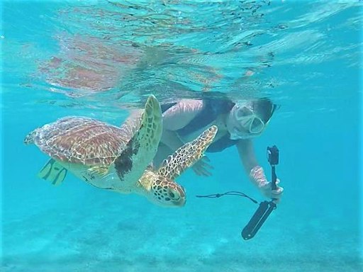 MCCS Okinawa Tours: Tokashiki Beach Sea Turtle Snorkeling 2026