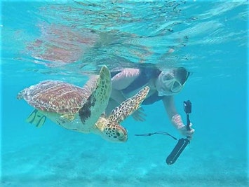 MCCS Okinawa Tours: Tokashiki Beach Sea Turtle Snorkeling2026