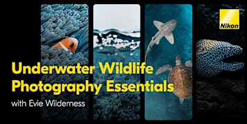 Underwater Wildlife Photography Essentials with Evie Wilderness | Online
